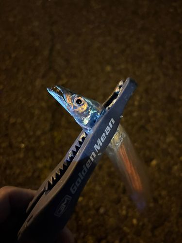 タチウオの釣果