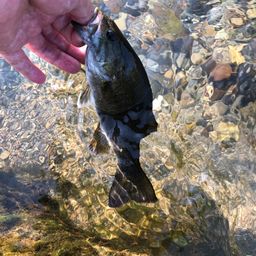 スモールマウスバス