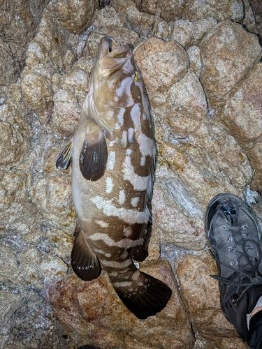 クエの釣果