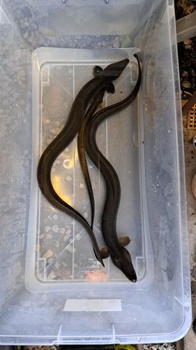 ニホンウナギの釣果