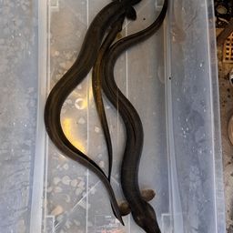 ニホンウナギ