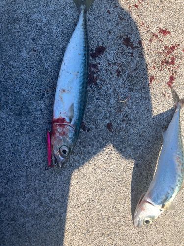 サバの釣果