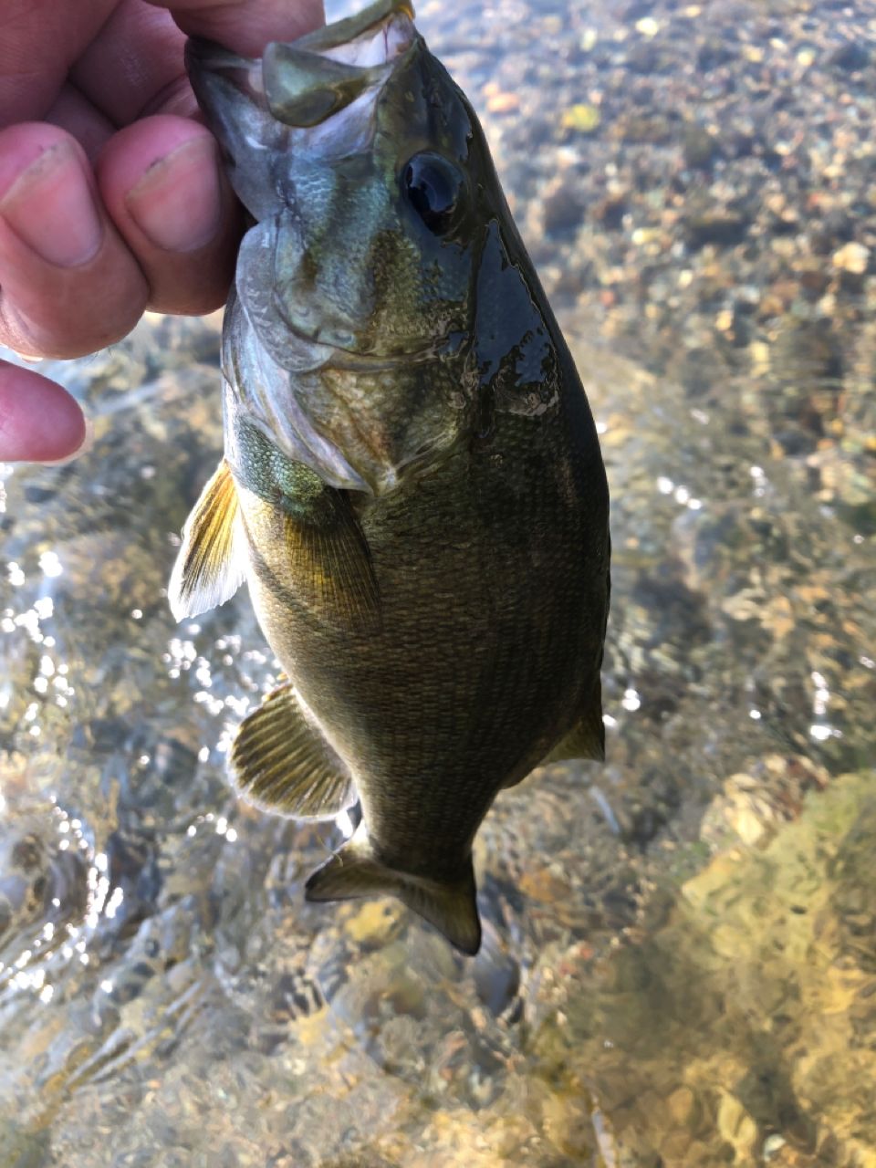 スモールマウスバス