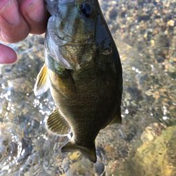 スモールマウスバス