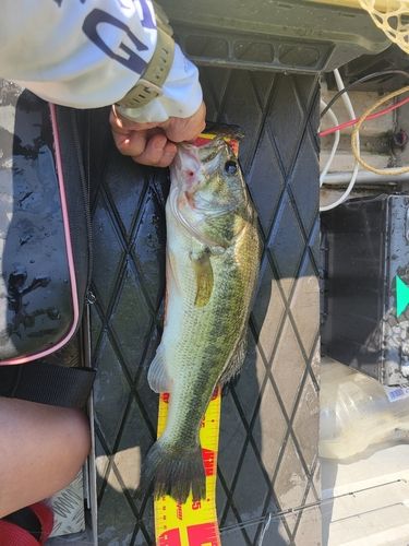 ラージマウスバスの釣果