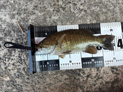 スモールマウスバスの釣果