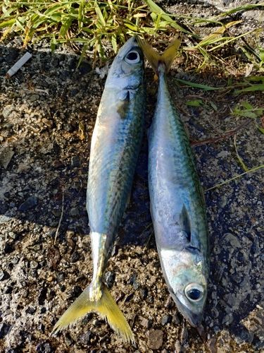 サバの釣果