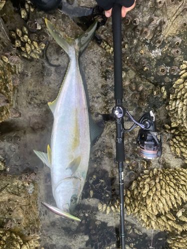 ヒラマサの釣果