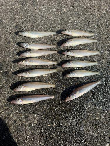 キスの釣果