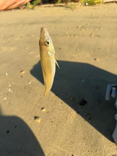 キスの釣果
