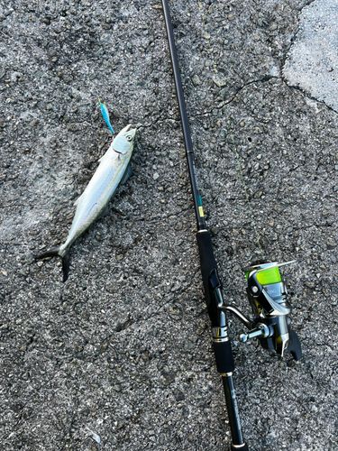 サゴシの釣果