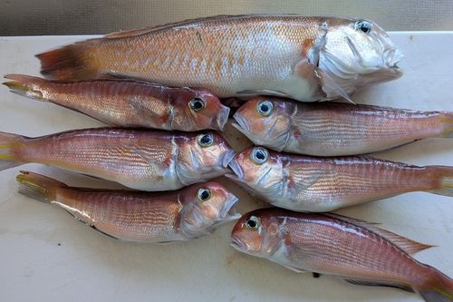 アマダイの釣果