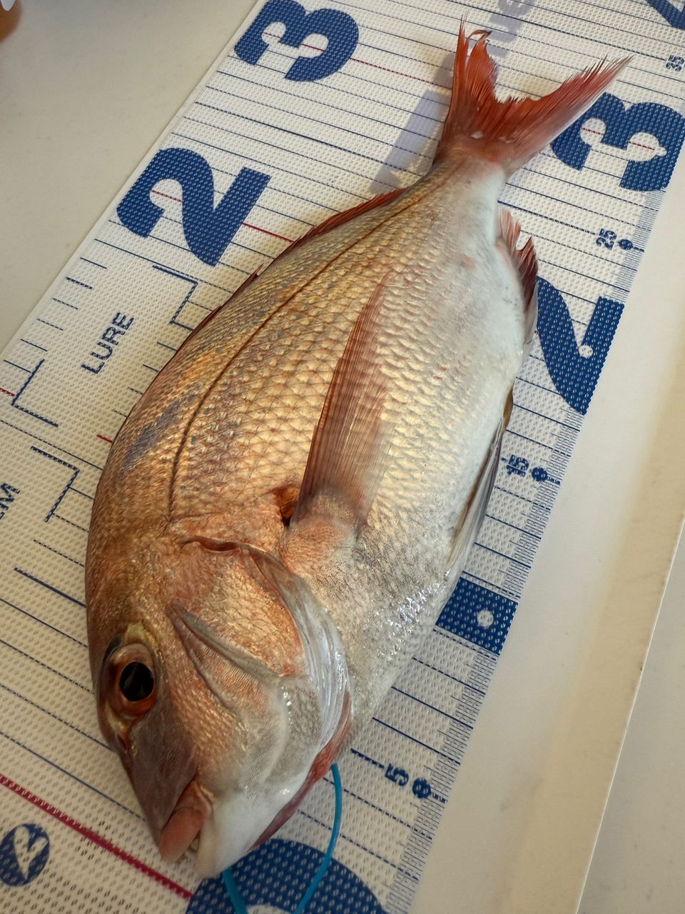 k1mrwoooonderさんの釣果 2枚目の画像