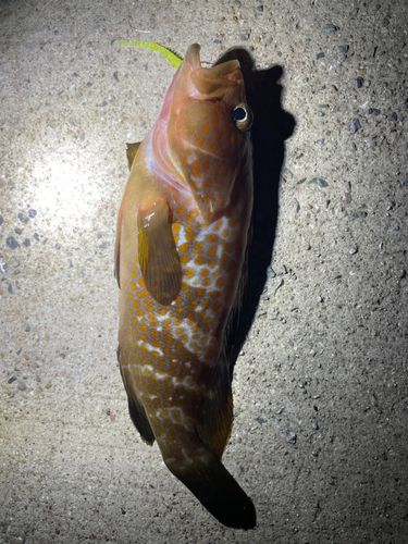 アコウの釣果