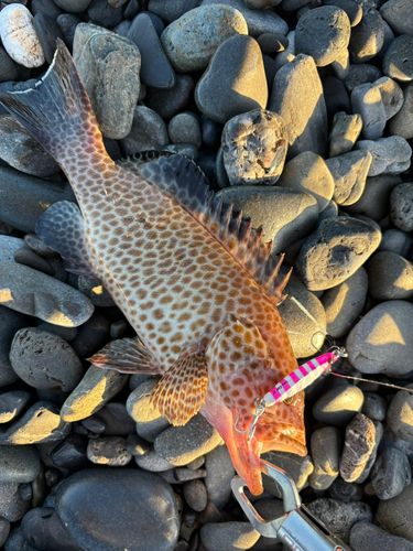 オオモンハタの釣果