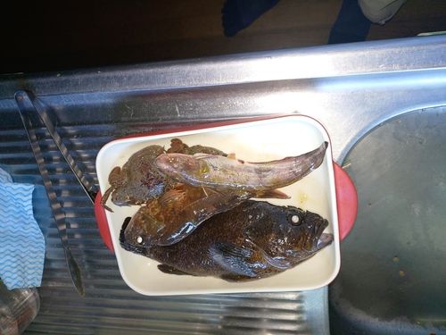 カサゴの釣果