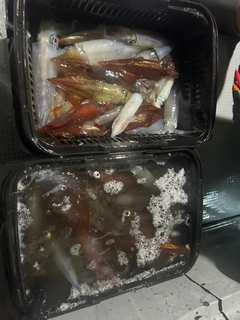 シロイカの釣果