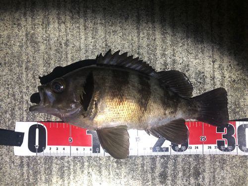 メバルの釣果