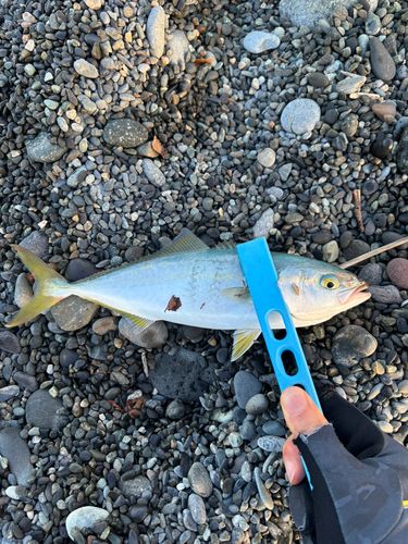 ワカシの釣果