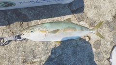 ヒラマサの釣果