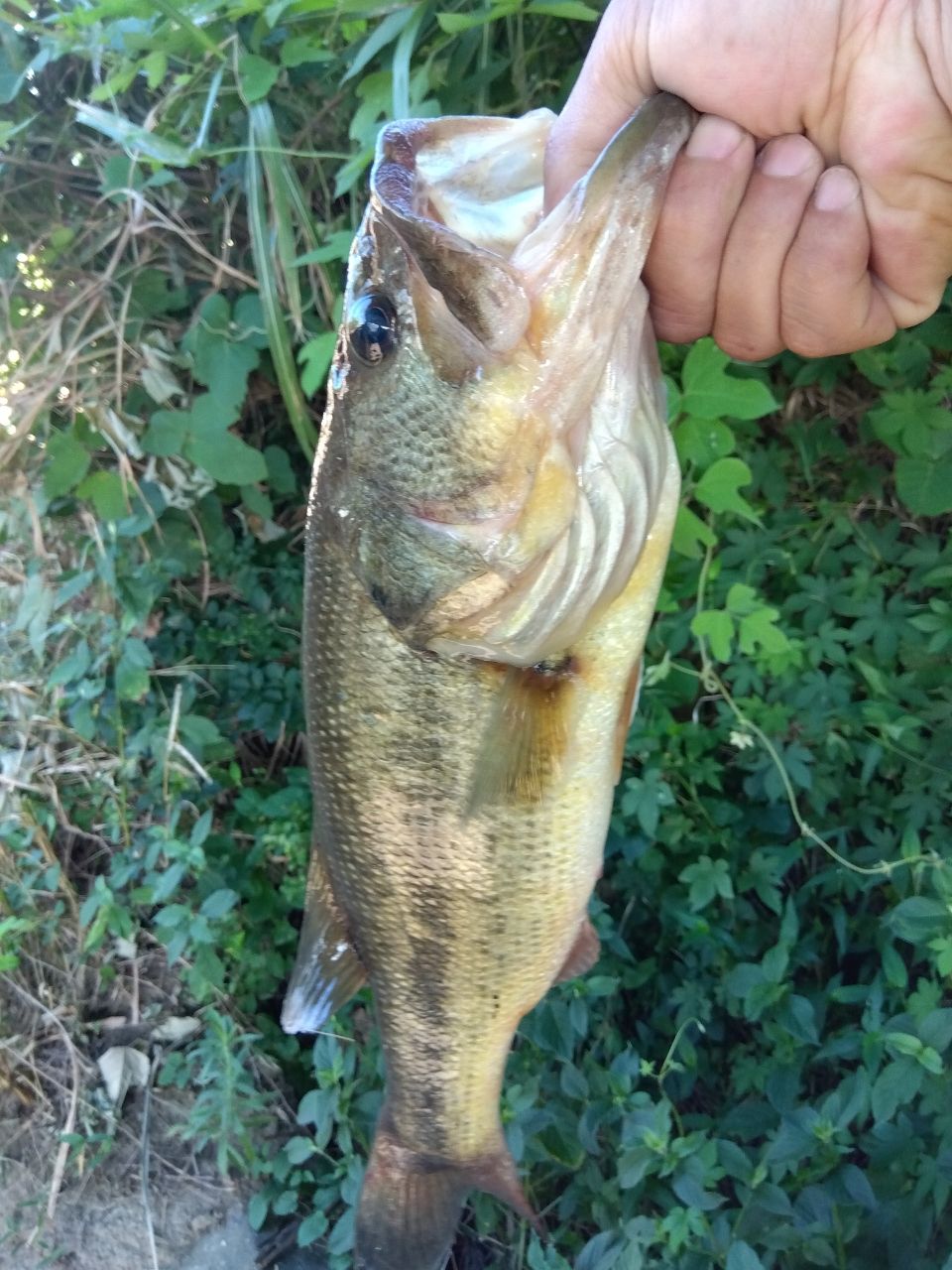 ラージマウスバス