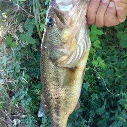 ラージマウスバス