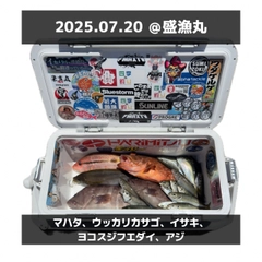 マハタの釣果