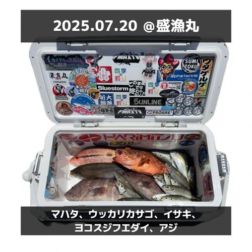 マハタの釣果