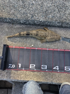 マゴチの釣果