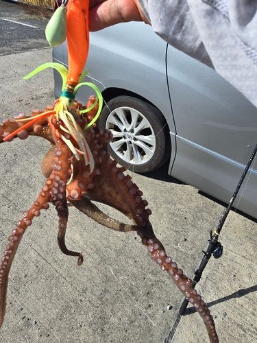 タコの釣果