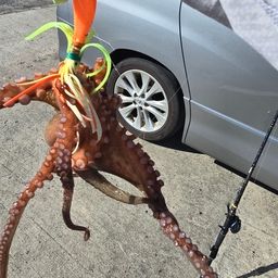 タコ