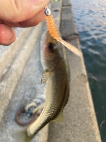 セイゴ（マルスズキ）の釣果