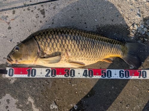 コイの釣果