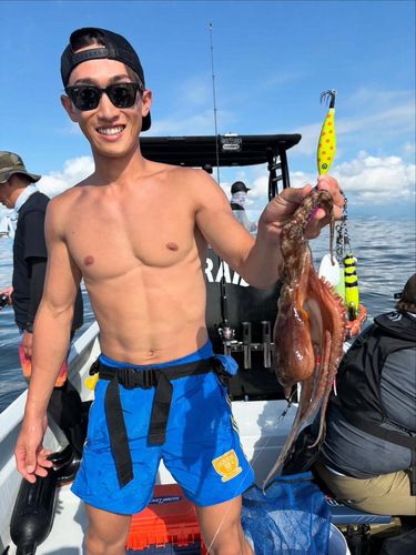 マダコの釣果