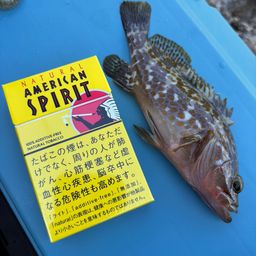 アコウ