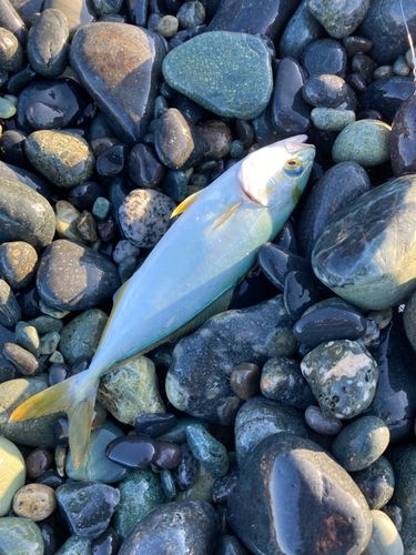 ワカシの釣果