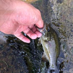 スモールマウスバス