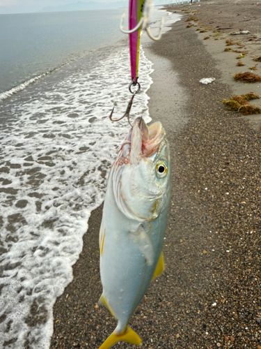 ショゴの釣果