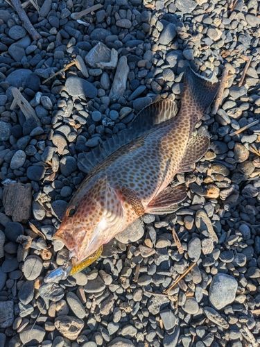 オオモンハタの釣果