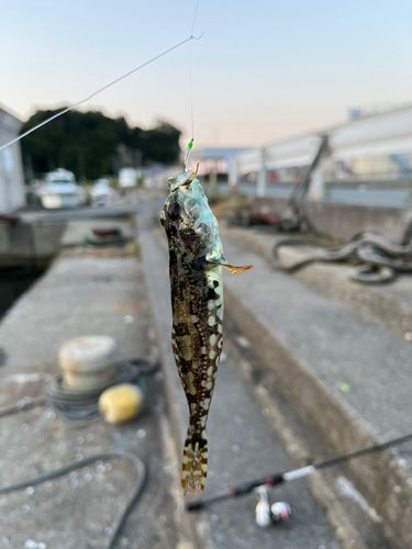 アナハゼの釣果