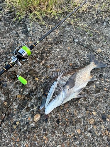 チヌの釣果