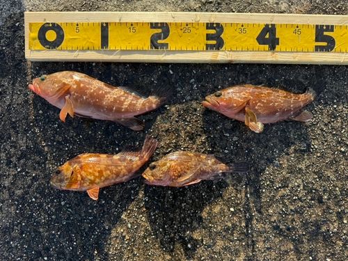 キジハタの釣果