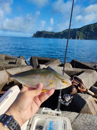 ショゴの釣果