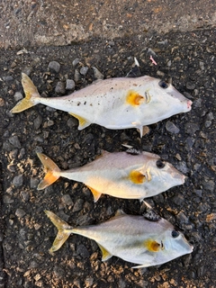 ギマの釣果