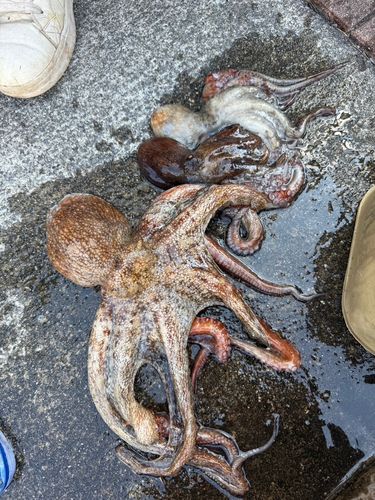 タコの釣果