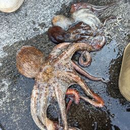 タコ
