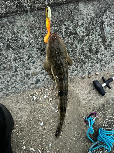 マゴチの釣果