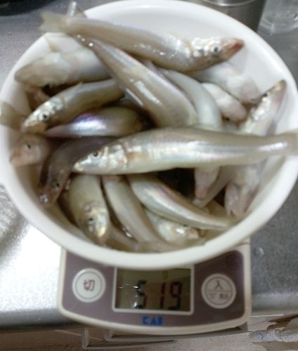 キスの釣果
