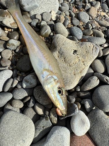 キスの釣果