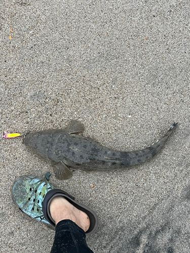 マゴチの釣果